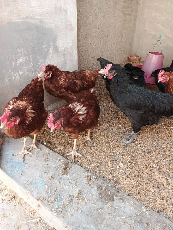 Lohman brown and lohman black egg laying Healthy and active vaccinated 2