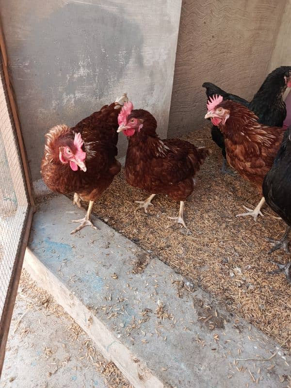 Lohman brown and lohman black egg laying Healthy and active vaccinated 4