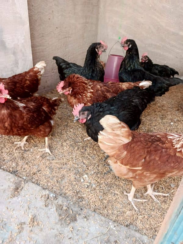 Lohman brown and lohman black egg laying Healthy and active vaccinated 5