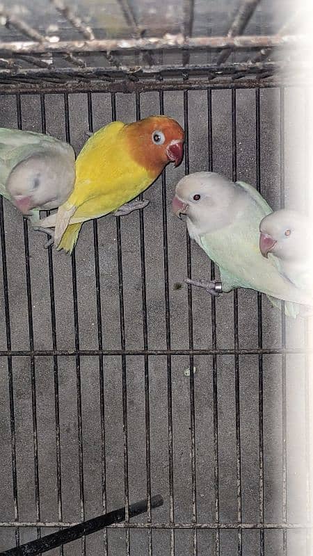 albino breader and adults 1