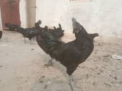 Ayam Cemani 9 months old young breeders