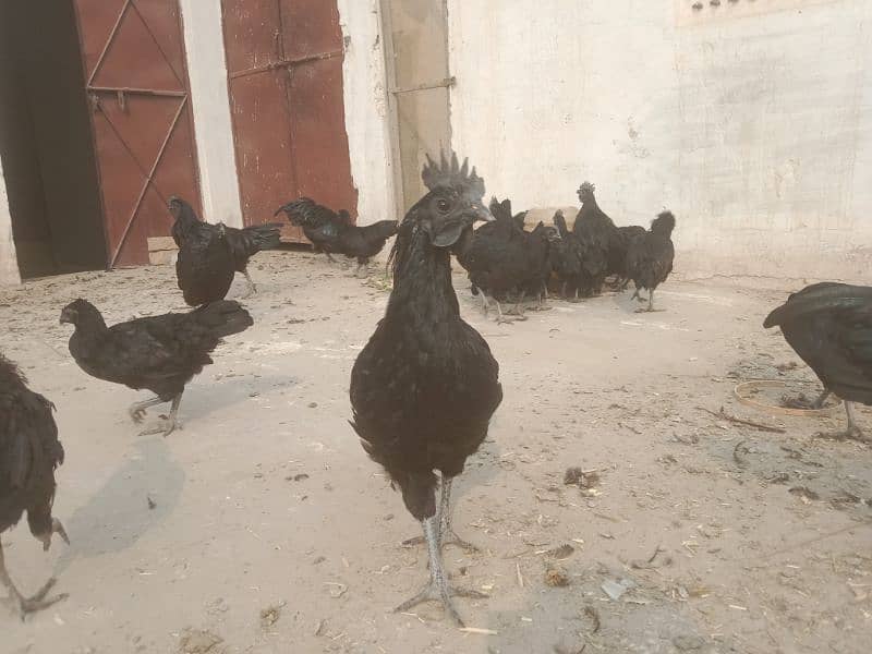 Ayam Cemani 6 months old Pathe , Pathian 1