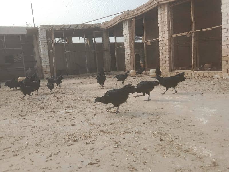 Ayam Cemani 6 months old Pathe , Pathian 2