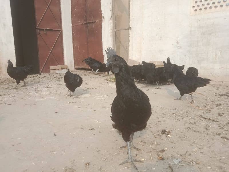 Ayam Cemani 6 months old Pathe , Pathian 4