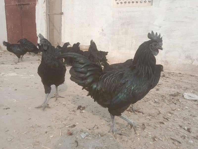 Ayam Cemani 6 months old Pathe , Pathian 5