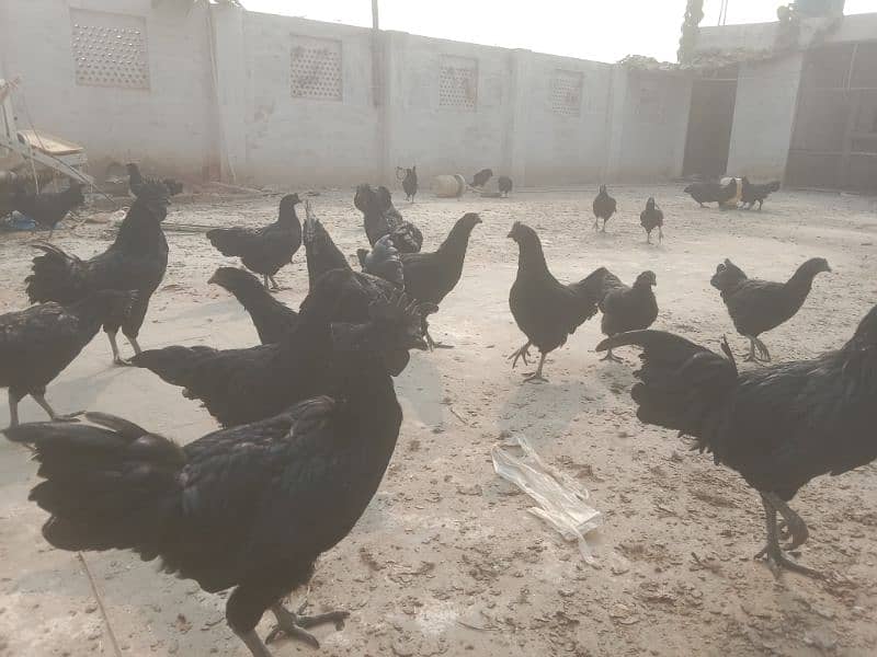 Ayam Cemani 6 months old Pathe , Pathian 6