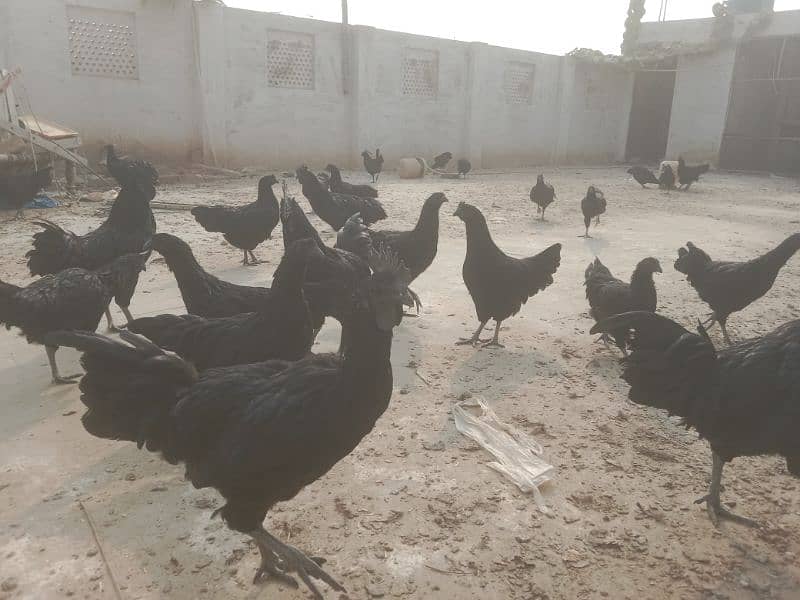 Ayam Cemani 6 months old Pathe , Pathian 7