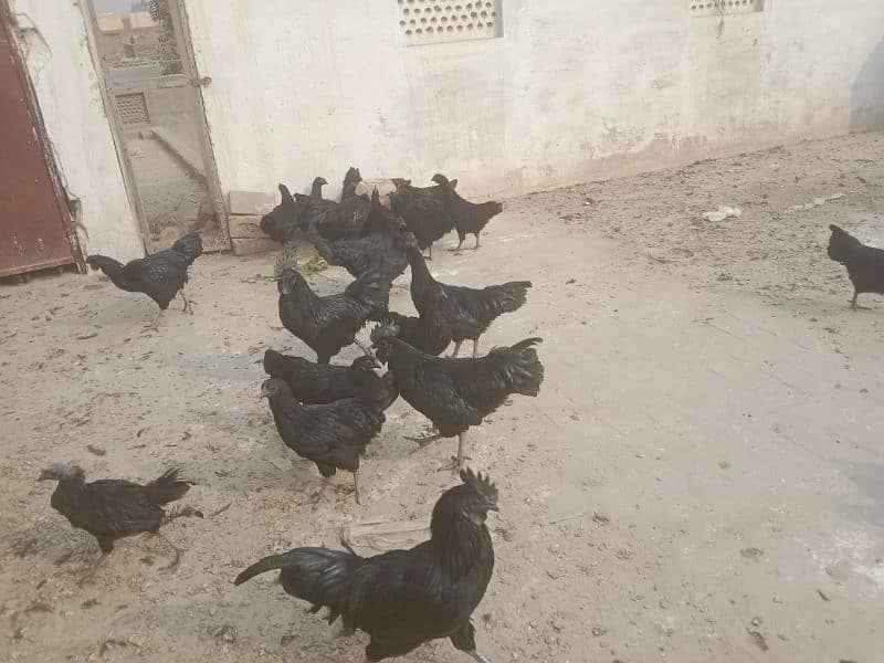 Ayam Cemani 6 months old Pathe , Pathian 8