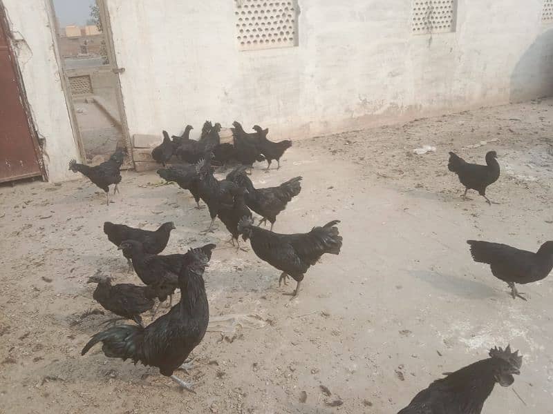 Ayam Cemani 6 months old Pathe , Pathian 9