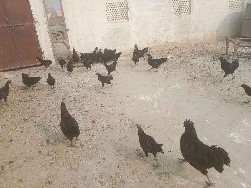 Ayam Cemani 6 months old Pathe , Pathian 11