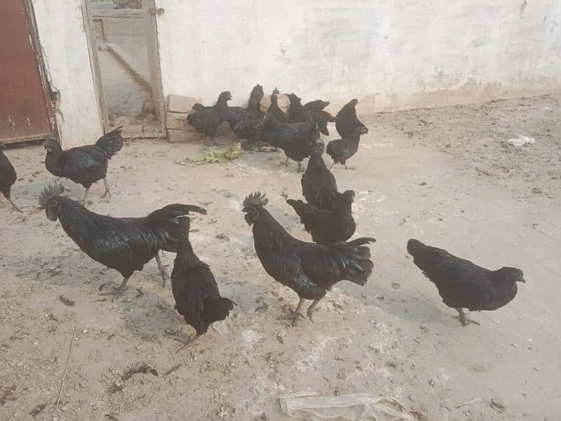 Ayam Cemani 6 months old Pathe , Pathian 12