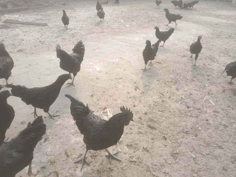 Ayam Cemani 6 months old Pathe , Pathian 13