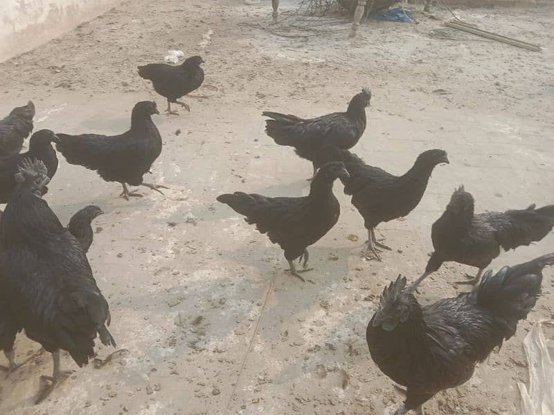 Ayam Cemani 6 months old Pathe , Pathian 14