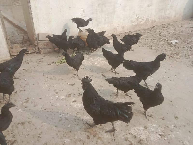 Ayam Cemani 6 months old Pathe , Pathian 15