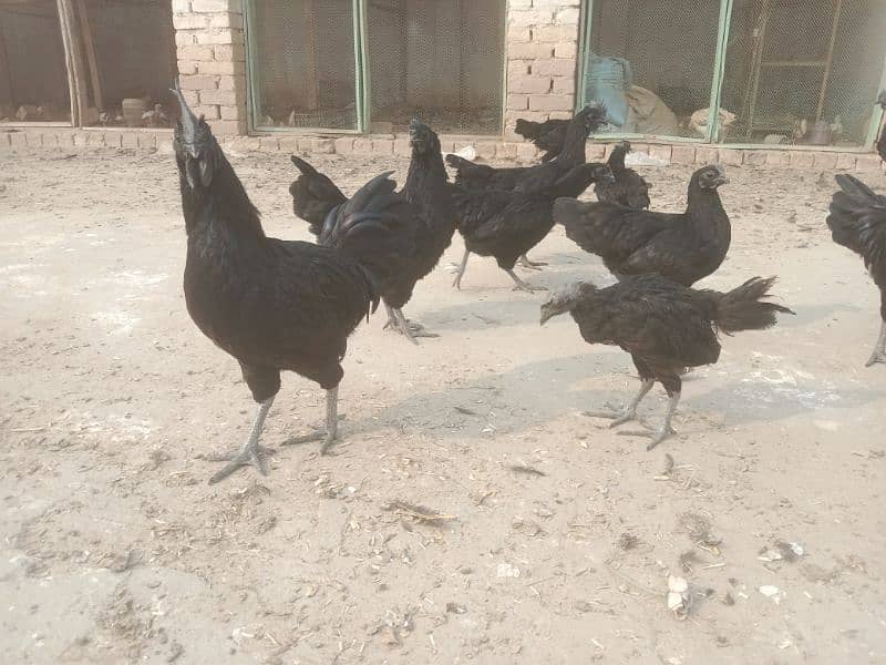 Ayam Cemani 6 months old Pathe , Pathian 19