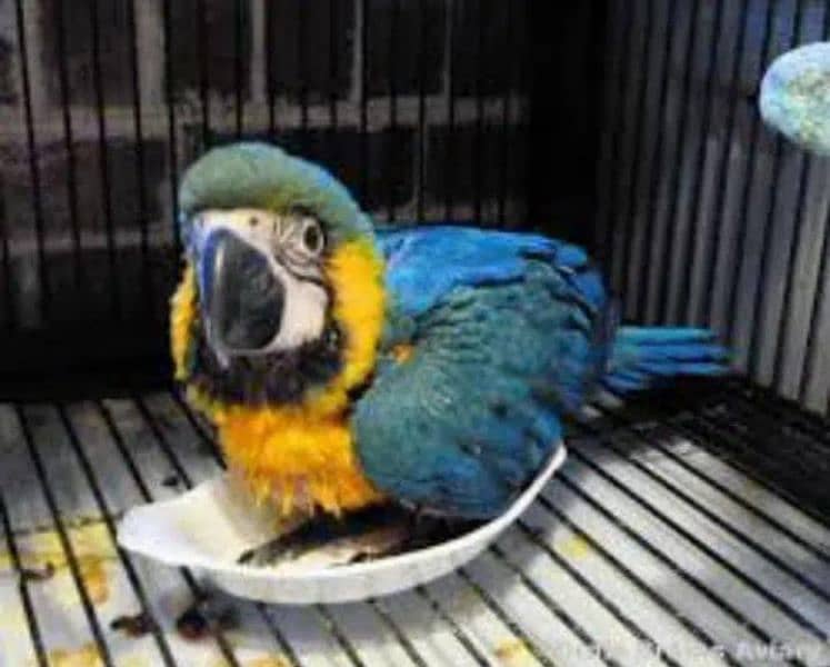 blue macaw parrot chicks for sale (03360622825) 3