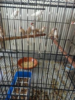 Fawn Java finch for sale