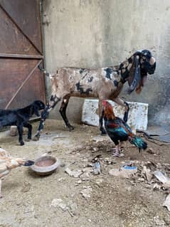 goat for sale ha barbre gost with 2 females kids ha68000rs