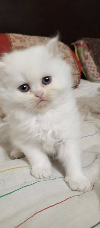 triple cout Persian White female 0