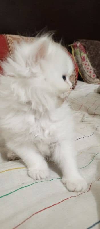 triple cout Persian White female 1