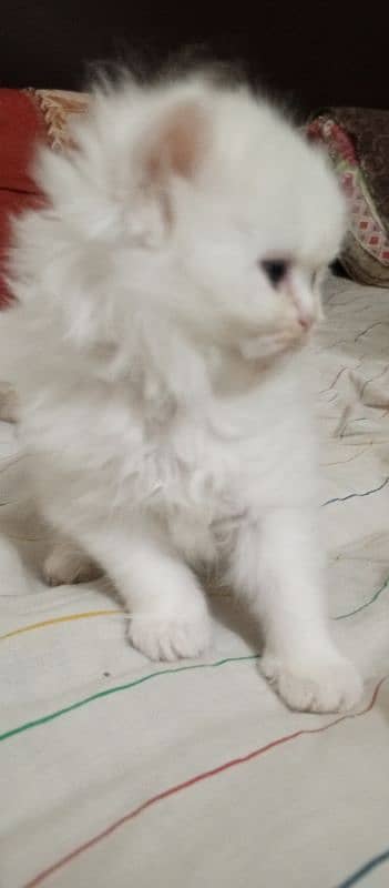 triple cout Persian White female 2