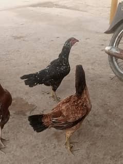 aseel hens andu pa AA gyi hain urgent for sale