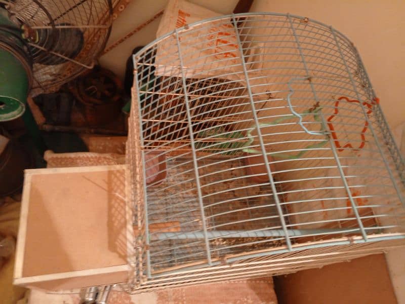 birds cage 1