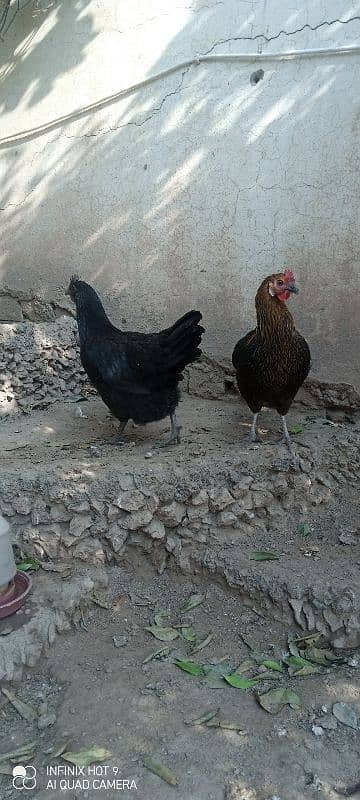 Desi hens 0