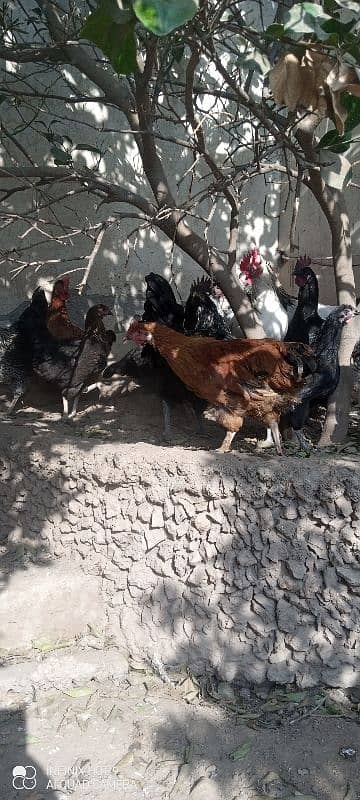 Desi hens 2