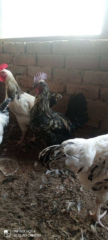 Desi hens 3