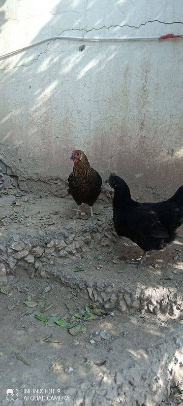 Desi hens 5