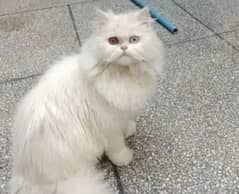 Persian cat white color odd eyes male