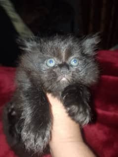 Persian punch face kitten for sale