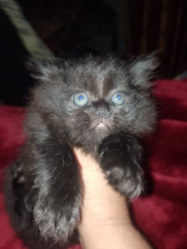 Persian punch face kitten for sale 0