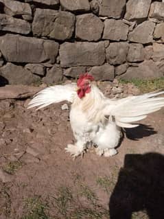 white bantam male