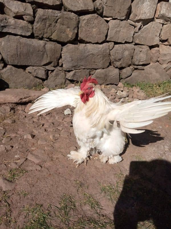 white bantam male 0