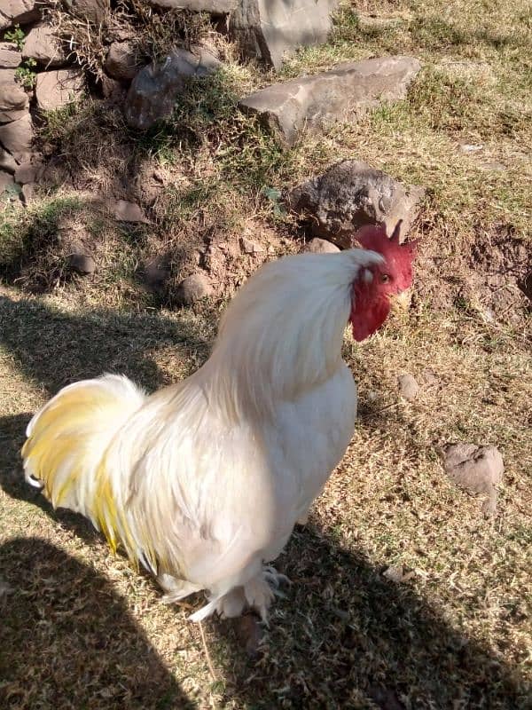 white bantam male 1