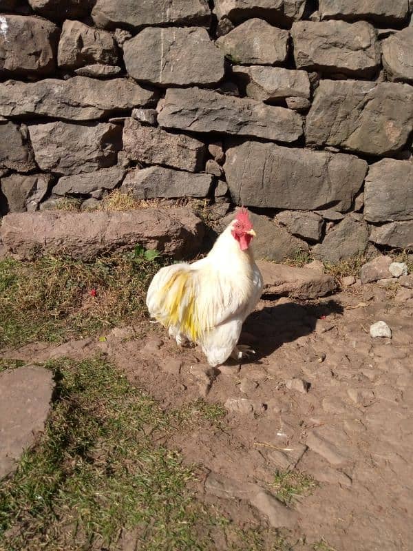 white bantam male 2