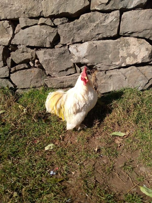 white bantam male 3