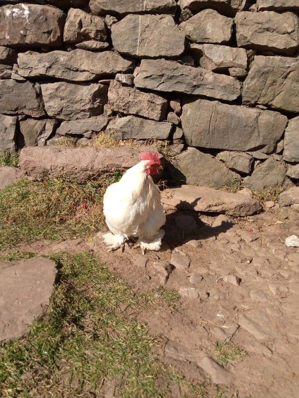 white bantam male 4