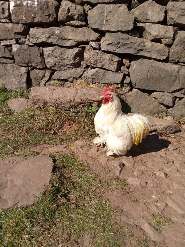 white bantam male 5