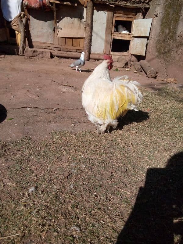 white bantam male 7