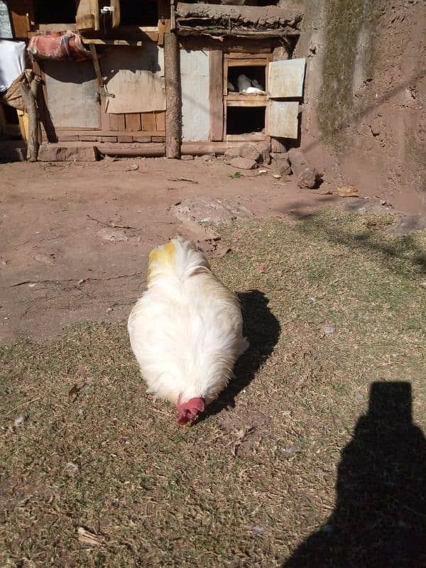 white bantam male 8