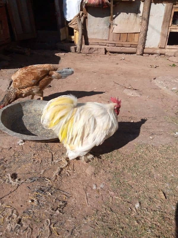 white bantam male 9