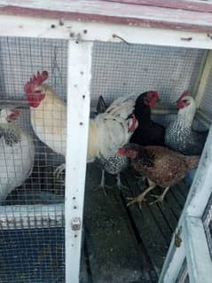 5 hens and one cock for sale ready to lay eggs