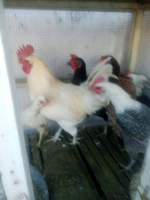 5 hens and one cock for sale ready to lay eggs 1