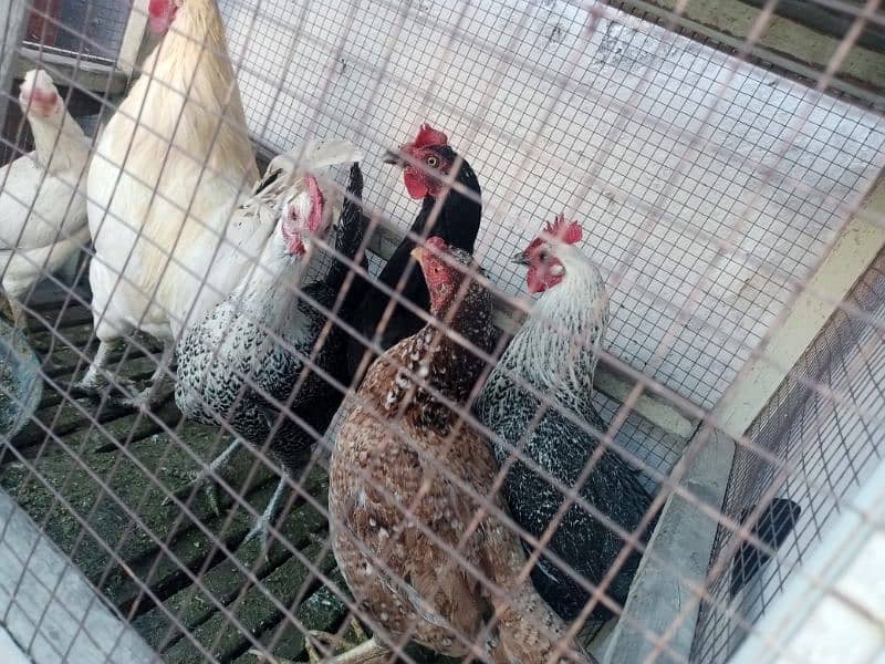 5 hens and one cock for sale ready to lay eggs 2