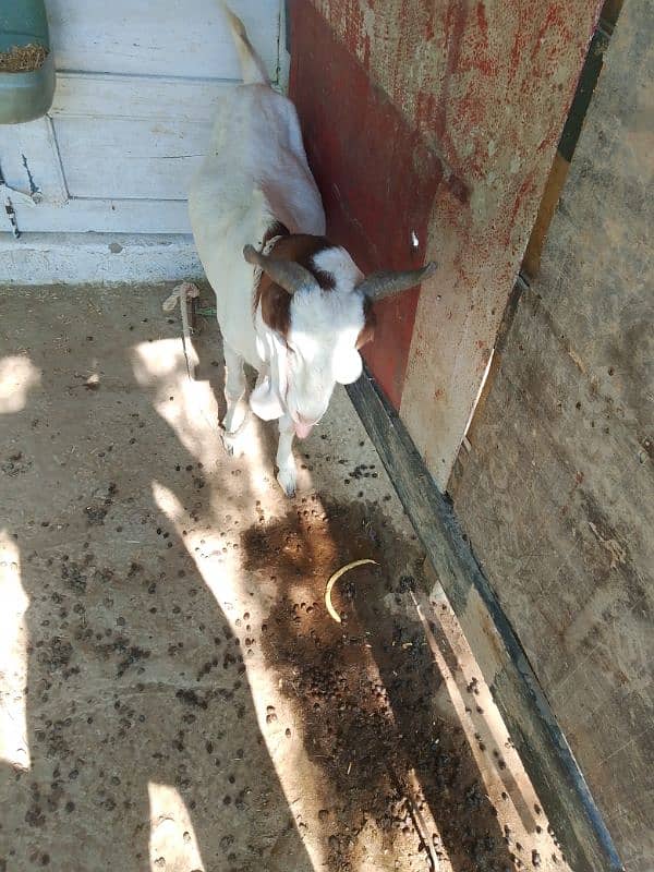 Tapri Goat urgent sale 0