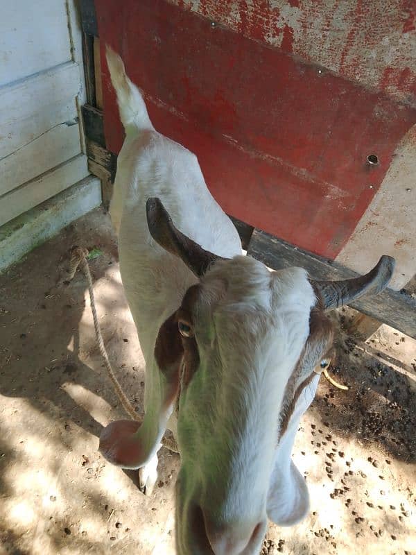 Tapri Goat urgent sale 1