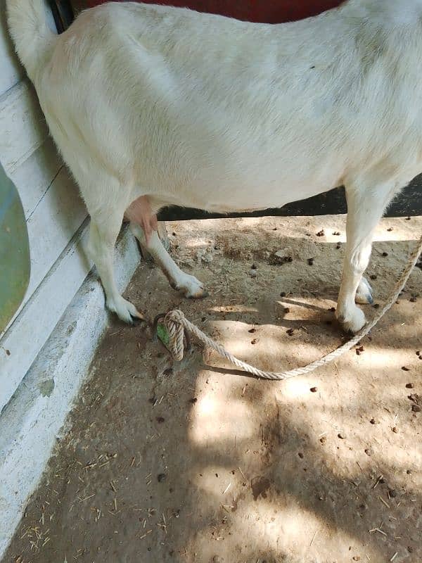 Tapri Goat urgent sale 2